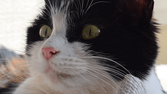 Free Online Course The Truth About Cats And Dogs From Coursera Class Central Free Online Course The Truth About Cats And Dogs From Coursera Class Central
