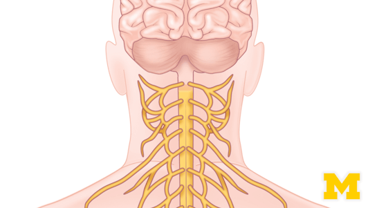 40 Anatomy Courses 2021 Learn Online For Free Class Central 40 Anatomy Courses 2021 Learn Online For Free Class Central